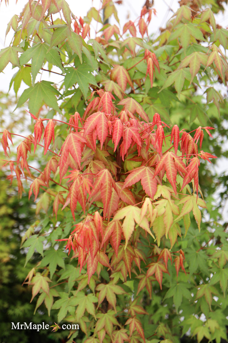 Acer palmatum 'Pink Panther' Japanese Maple
