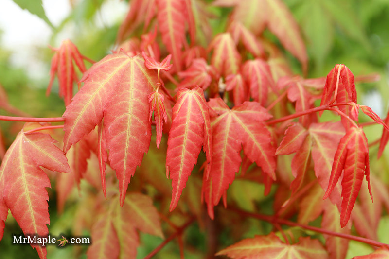 Acer palmatum 'Pink Panther' Japanese Maple