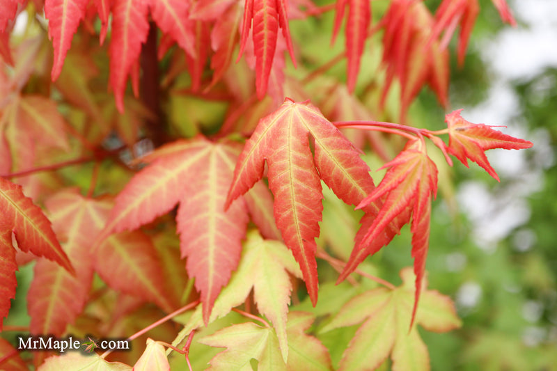 Acer palmatum 'Pink Panther' Japanese Maple