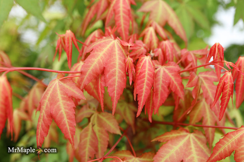 Acer palmatum 'Pink Panther' Japanese Maple