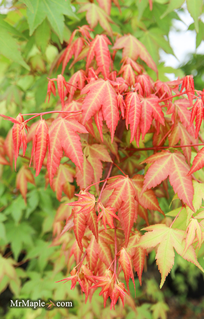 Acer palmatum 'Pink Panther' Japanese Maple