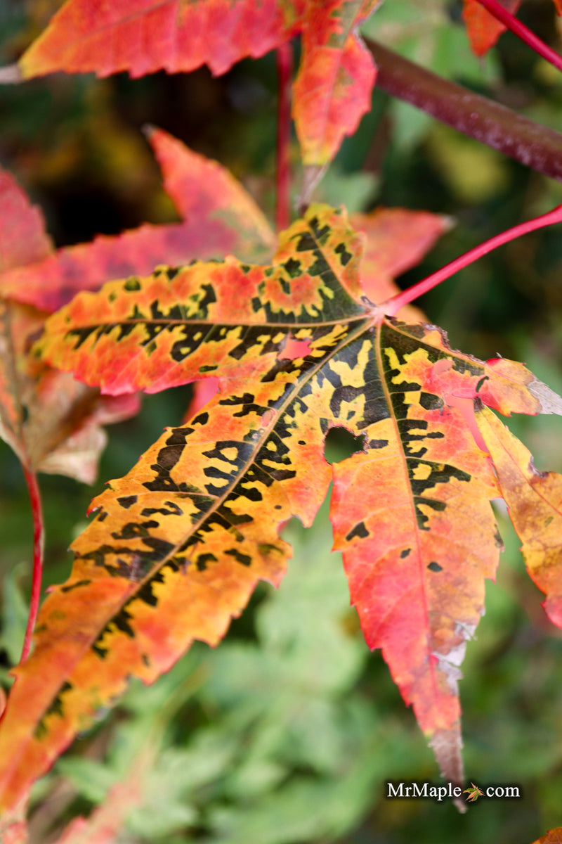 Acer palmatum 'Pink Panther' Japanese Maple