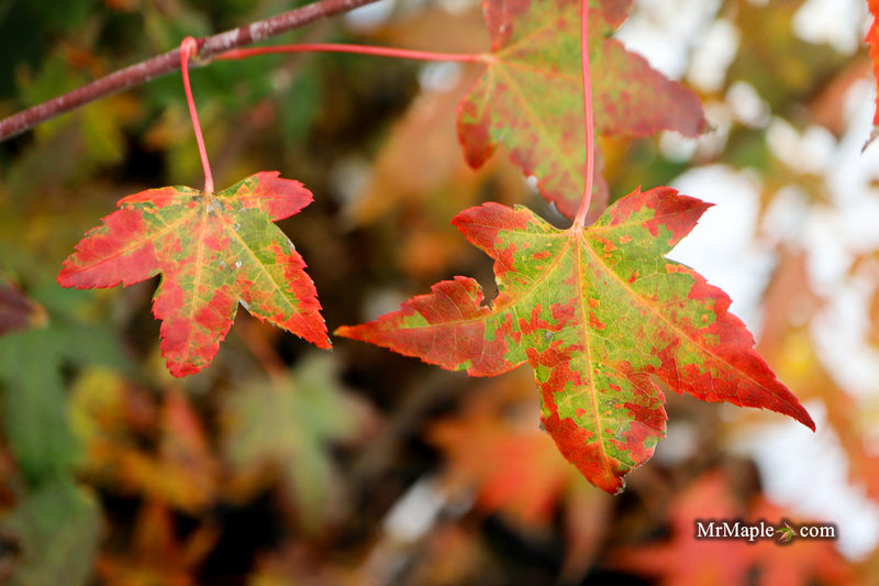 Acer palmatum 'Pink Panther' Japanese Maple