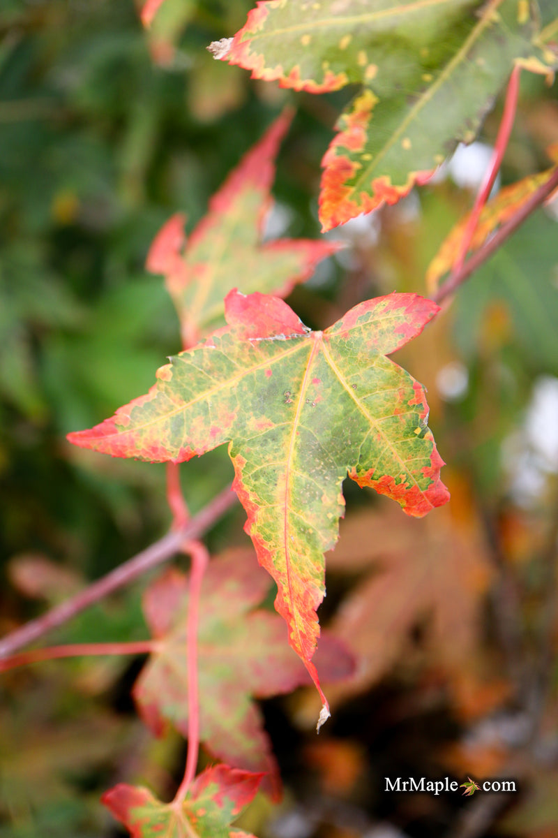 Acer palmatum 'Pink Panther' Japanese Maple
