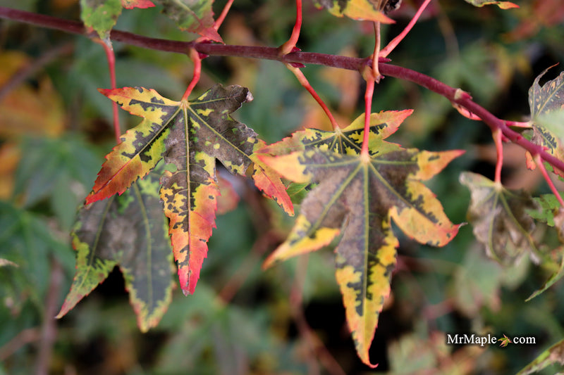 Acer palmatum 'Pink Panther' Japanese Maple