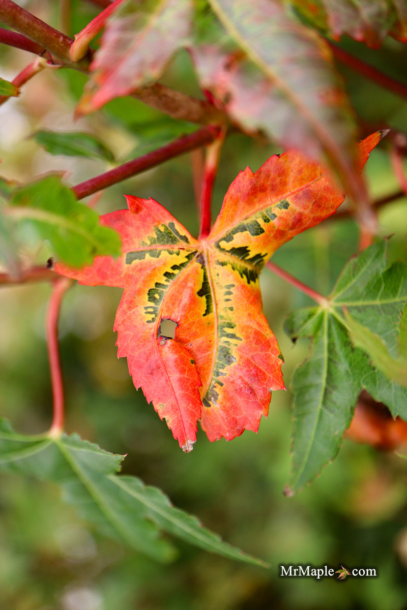 Acer palmatum 'Pink Panther' Japanese Maple