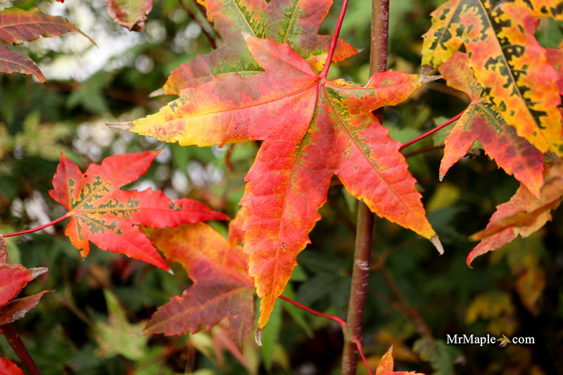 Acer palmatum 'Pink Panther' Japanese Maple