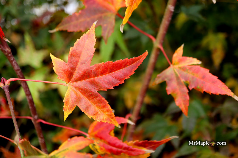 Acer palmatum 'Pink Panther' Japanese Maple