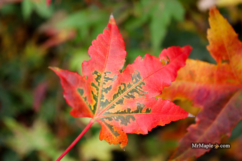 Acer palmatum 'Pink Panther' Japanese Maple