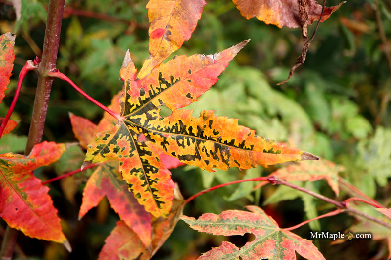 Acer palmatum 'Pink Panther' Japanese Maple