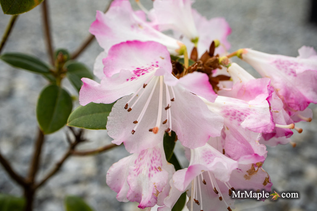 Rhododendron 'Pink Snowflakes' Pink & White Blooms