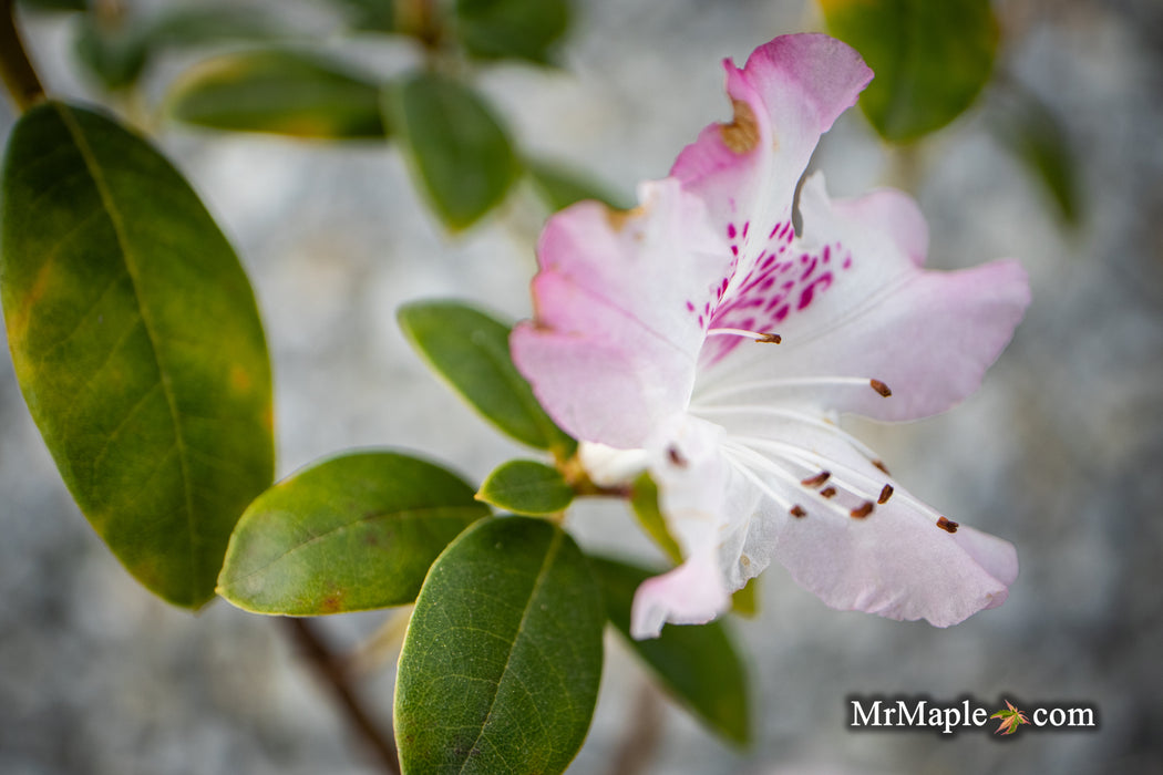 Rhododendron 'Pink Snowflakes' Pink & White Blooms