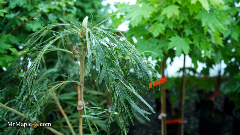 Quercus dentata 'Pinnatifida' Japanese Emperor Oak Tree