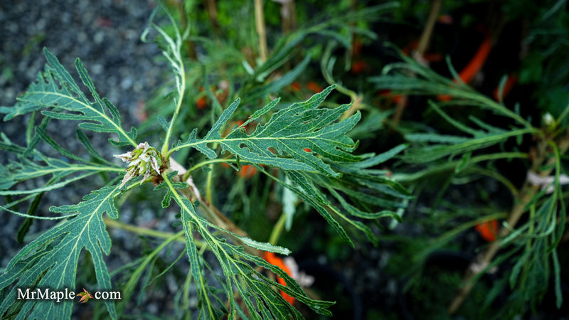 Quercus dentata 'Pinnatifida' Japanese Emperor Oak Tree