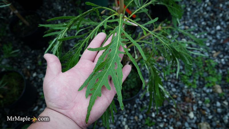 Quercus dentata 'Pinnatifida' Japanese Emperor Oak Tree