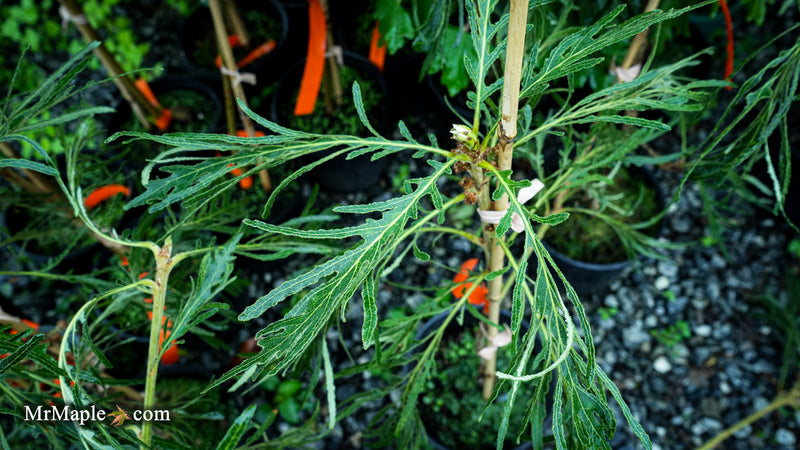Quercus dentata 'Pinnatifida' Japanese Emperor Oak Tree