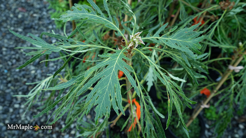 Quercus dentata 'Pinnatifida' Japanese Emperor Oak Tree