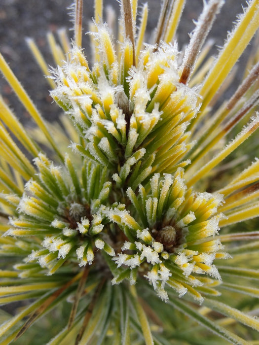Pinus thunbergii 'War Bonnet' Japanese Black Pine