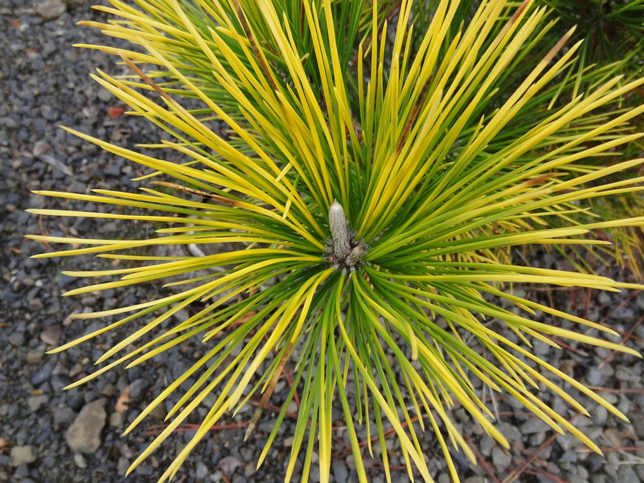 Pinus thunbergii 'War Bonnet' Japanese Black Pine