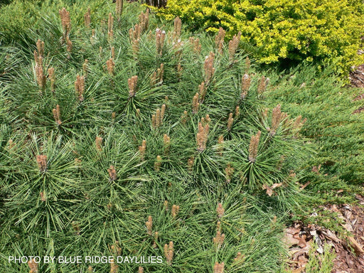 - Pinus Nigra ‘Pierrick Bregeon’ Dwarf Austrian Black Pine Tree - Mr Maple │ Buy Japanese Maple Trees