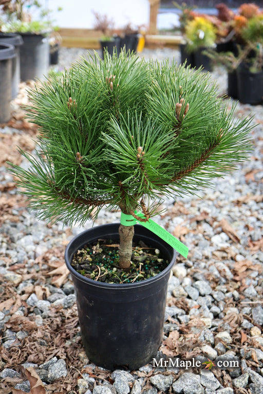 - Pinus Nigra ‘Pierrick Bregeon’ Dwarf Austrian Black Pine Tree - Mr Maple │ Buy Japanese Maple Trees