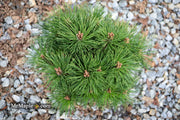 - Pinus Nigra ‘Pierrick Bregeon’ Dwarf Austrian Black Pine Tree - Mr Maple │ Buy Japanese Maple Trees