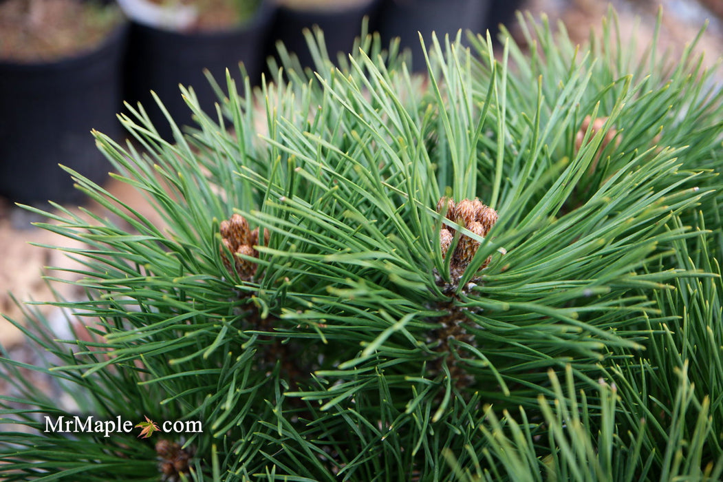 - Pinus Nigra ‘Pierrick Bregeon’ Dwarf Austrian Black Pine Tree - Mr Maple │ Buy Japanese Maple Trees