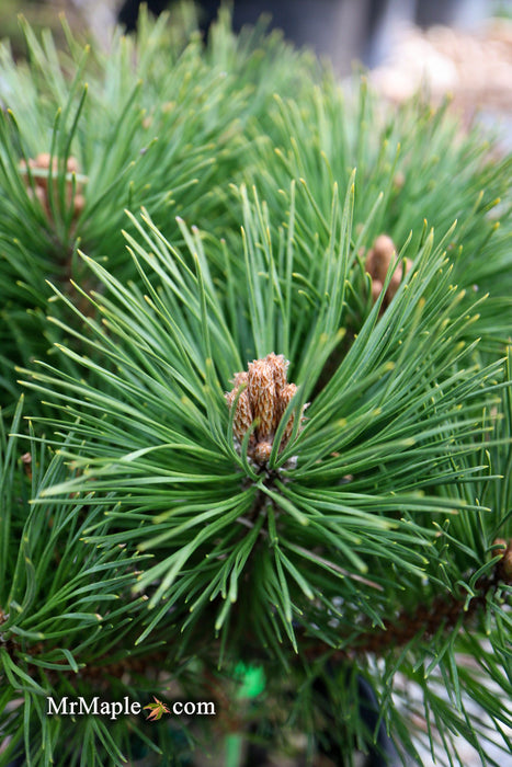 - Pinus Nigra ‘Pierrick Bregeon’ Dwarf Austrian Black Pine Tree - Mr Maple │ Buy Japanese Maple Trees