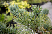 - Pinus Pumila 'Jeglo #15' Japanese Stone Pine - Mr Maple │ Buy Japanese Maple Trees