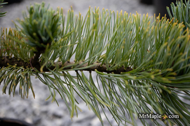 - Pinus Pumila 'Jeglo #15' Japanese Stone Pine - Mr Maple │ Buy Japanese Maple Trees