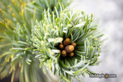- Pinus Pumila 'Jeglo #15' Japanese Stone Pine - Mr Maple │ Buy Japanese Maple Trees