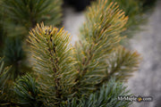 - Pinus Pumila 'Jeglo #15' Japanese Stone Pine - Mr Maple │ Buy Japanese Maple Trees
