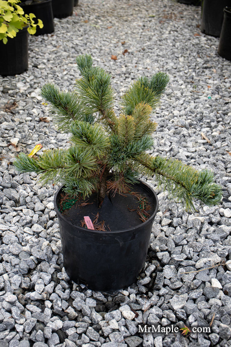 - Pinus Pumila 'Jeglo #15' Japanese Stone Pine - Mr Maple │ Buy Japanese Maple Trees