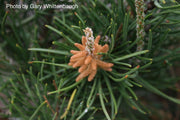 - Pinus banksiana 'Bush’s Twister' Contorted Jack Pine - Mr Maple │ Buy Japanese Maple Trees