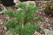 - Pinus banksiana 'Bush’s Twister' Contorted Jack Pine - Mr Maple │ Buy Japanese Maple Trees