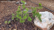 - Pinus banksiana 'Bush’s Twister' Contorted Jack Pine - Mr Maple │ Buy Japanese Maple Trees