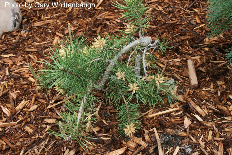 - Pinus banksiana 'Bush’s Twister' Contorted Jack Pine - Mr Maple │ Buy Japanese Maple Trees
