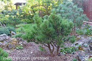 - Pinus banksiana 'Manomet' Dwarf Jack Pine - Mr Maple │ Buy Japanese Maple Trees