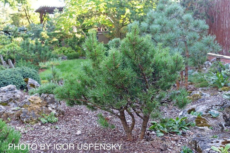 - Pinus banksiana 'Manomet' Dwarf Jack Pine - Mr Maple │ Buy Japanese Maple Trees