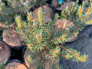 - Pinus banksiana 'Manomet' Dwarf Jack Pine - Mr Maple │ Buy Japanese Maple Trees