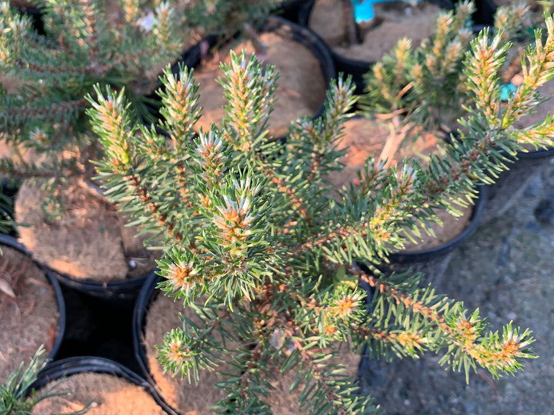 - Pinus banksiana 'Manomet' Dwarf Jack Pine - Mr Maple │ Buy Japanese Maple Trees