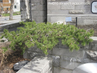 - Pinus banksiana 'Schoodic' Spreading Jack Pine - Mr Maple │ Buy Japanese Maple Trees