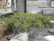 - Pinus banksiana 'Schoodic' Spreading Jack Pine - Mr Maple │ Buy Japanese Maple Trees