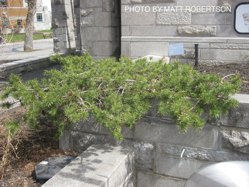 - Pinus banksiana 'Schoodic' Spreading Jack Pine - Mr Maple │ Buy Japanese Maple Trees
