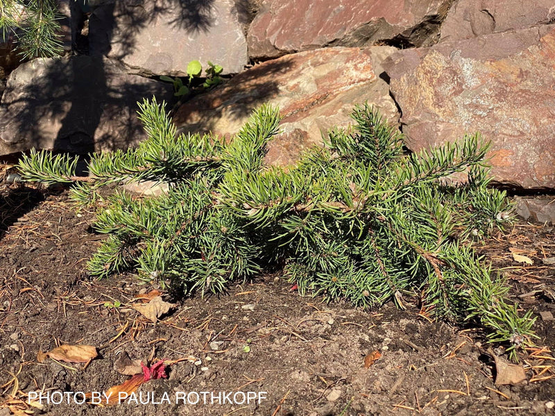 - Pinus banksiana 'Schoodic' Spreading Jack Pine - Mr Maple │ Buy Japanese Maple Trees