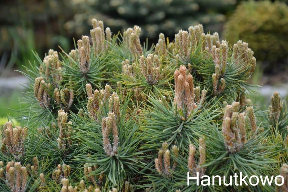 Pinus banksiana 'Skjak Flach' Jack Pine