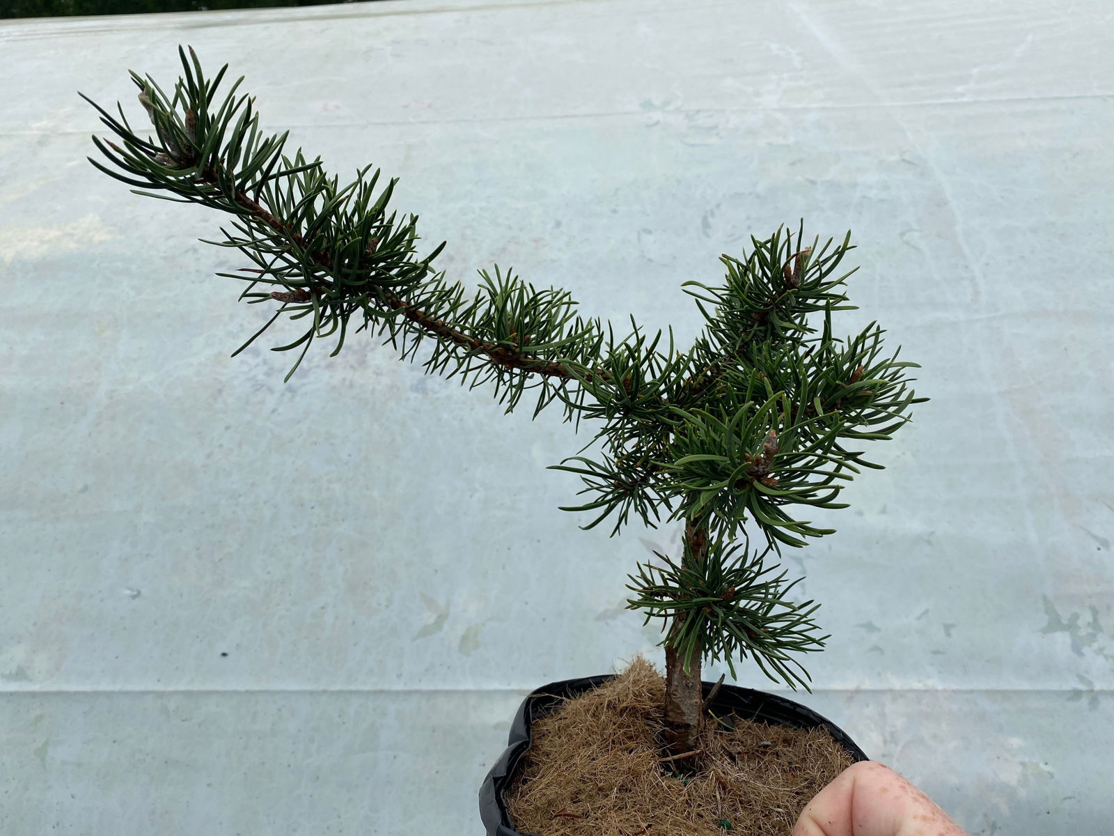 Pinus banksiana 'Skjak Flach' Jack Pine - Thumbnail 2