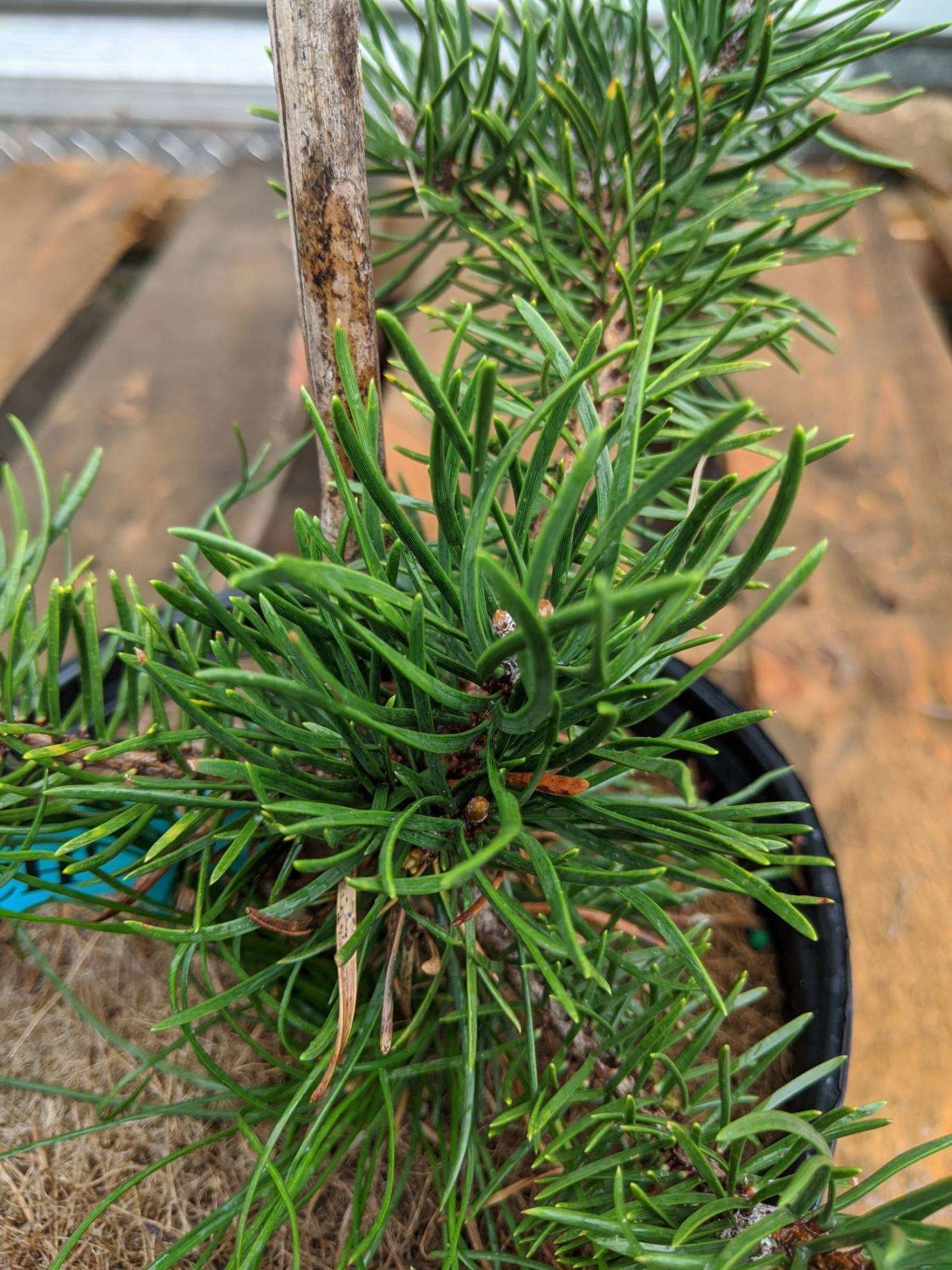 Pinus banksiana 'Skjak Flach' Jack Pine - Thumbnail 4