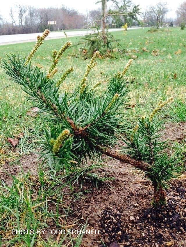 Pinus banksiana 'Skjak Flach' Jack Pine - Thumbnail 3