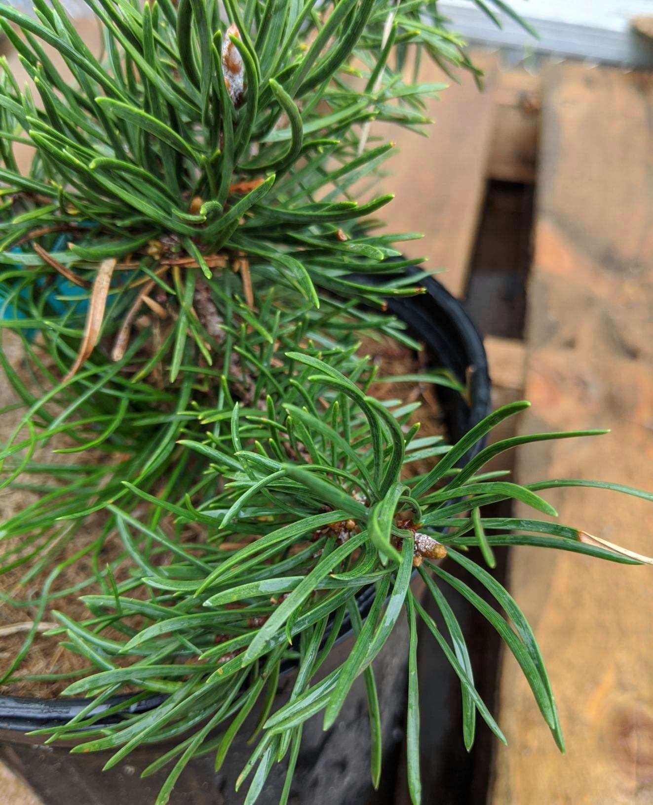 Pinus banksiana 'Skjak Flach' Jack Pine - Thumbnail 5